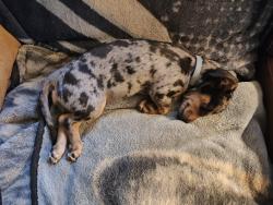 Reunited Female Dog last seen Armadillo Ln, Kempner, TX 76522, USA, Kempner, TX 76522