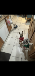 Lost Female Dog last seen Neighborhood in front of Mojave high school, North Las Vegas, NV 89081