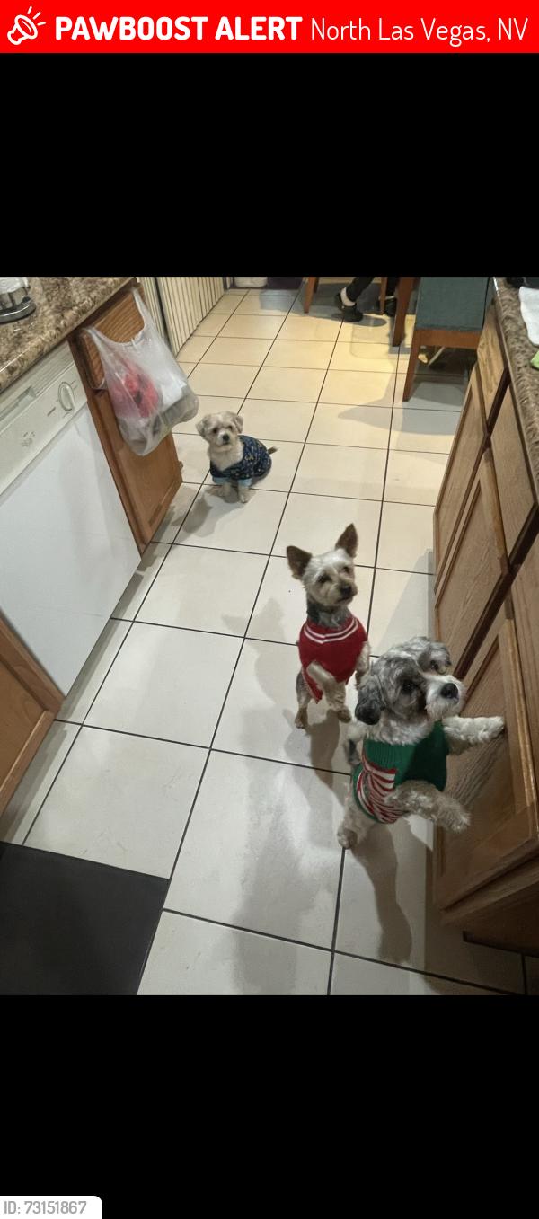 Lost Female Dog last seen Neighborhood in front of Mojave high school, North Las Vegas, NV 89081