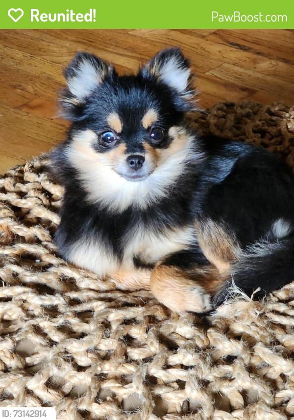 Reunited Female Dog last seen Stansby way, Eugene, OR 97405