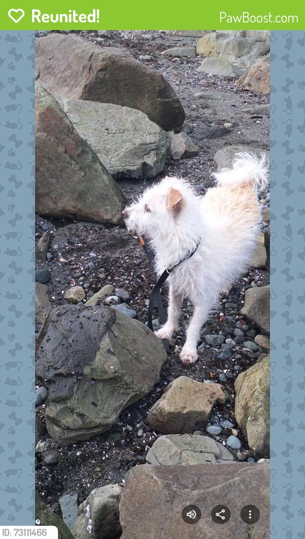 Reunited Female Dog last seen Ranger Creek Trail Crystal Mountain, Enumclaw, Pierce County, WA 98022