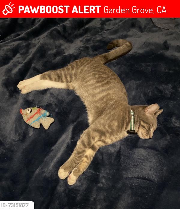 Lost Male Cat last seen Between Cypress Street and Adland, Garden Grove, CA 92843
