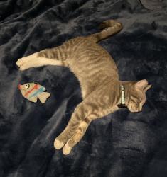 Lost Male Cat last seen Between Cypress Street and Adland, Garden Grove, CA 92843