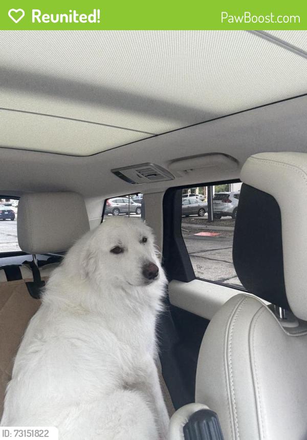 Reunited Female Dog last seen Westridge St, Houston, TX, USA, Houston, TX 77054