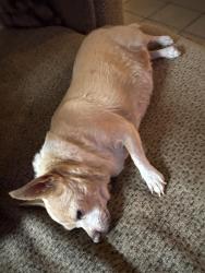 Reunited Female Dog last seen Reed park, Mesa, AZ 85206