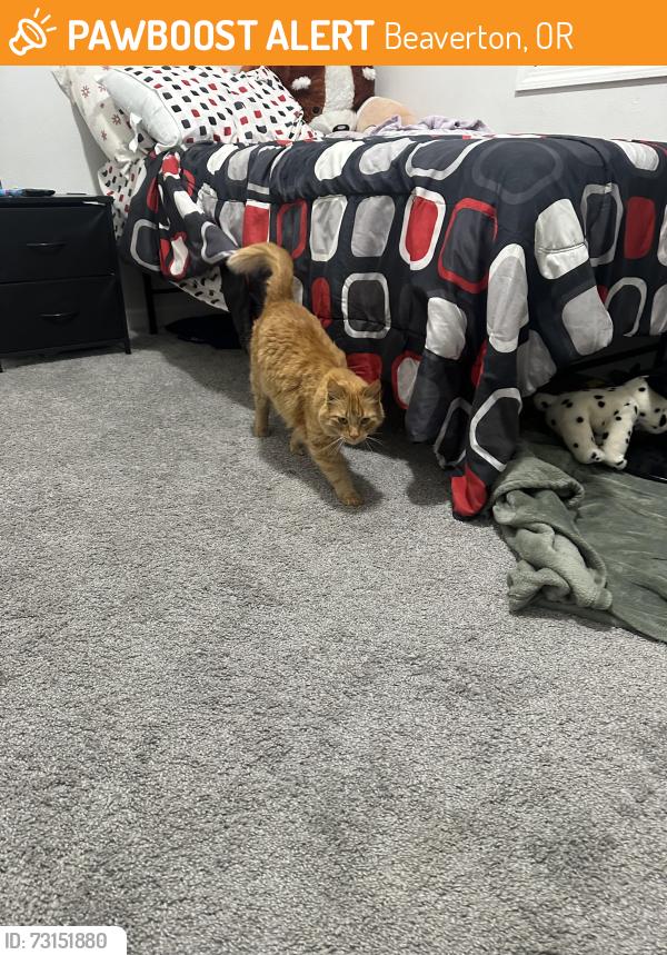 Found/Stray Female Cat last seen SW Rock and SW 209th, Beaverton, OR 97003