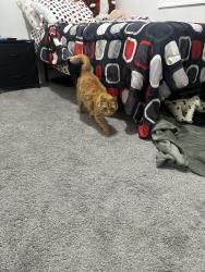 Found/Stray Female Cat last seen SW Rock and SW 209th, Beaverton, OR 97003