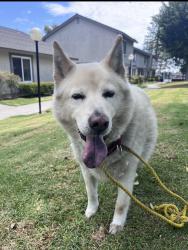 Reunited Male Dog last seen By MacArthur Fundamental, Santa Ana, CA 92707
