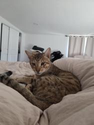 Lost Male Cat last seen Harness & Eileen st near Sweetwater Rd, Spring Valley, CA 91977