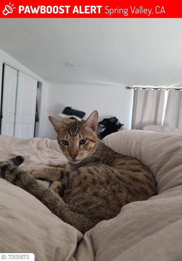 Lost Male Cat last seen Harness & Eileen st near Sweetwater Rd, Spring Valley, CA 91977
