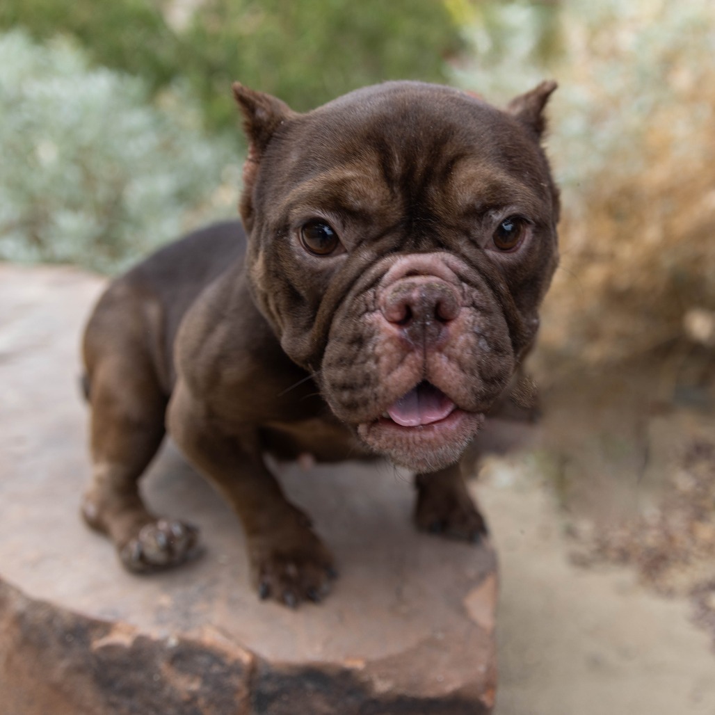 Shelter Stray Female Dog last seen , 4575 E Mesquite Ave, Palm Springs, CA 92264, USA