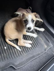 Found/Stray Male Dog last seen Waco high, Waco, TX 76707