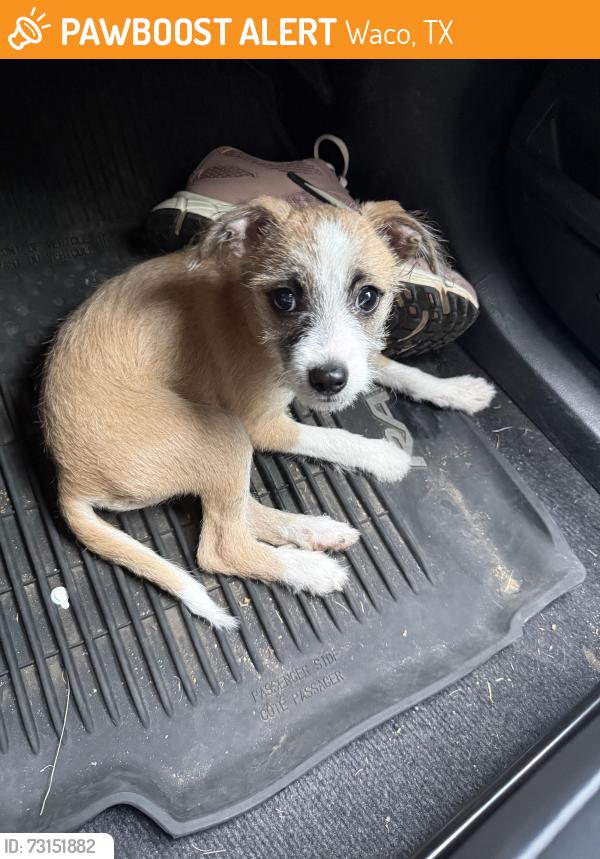 Found/Stray Male Dog last seen Waco high, Waco, TX 76707