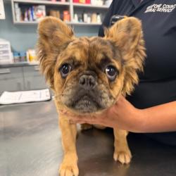 Shelter Stray Female Dog last seen , 980 Guilford College Rd, Greensboro, NC 27409, USA