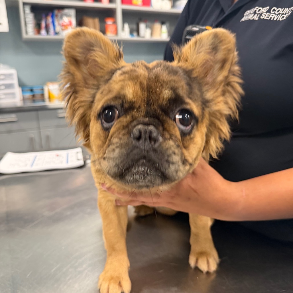 Shelter Stray Female Dog last seen , 980 Guilford College Rd, Greensboro, NC 27409, USA