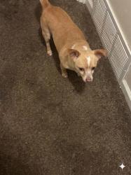 Found/Stray Male Dog last seen Marvin St, Memphis, TN 38127