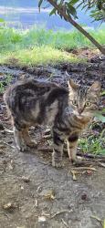 Found/Stray Female Cat last seen Tradewinds Drive, San Jose, CA 95123
