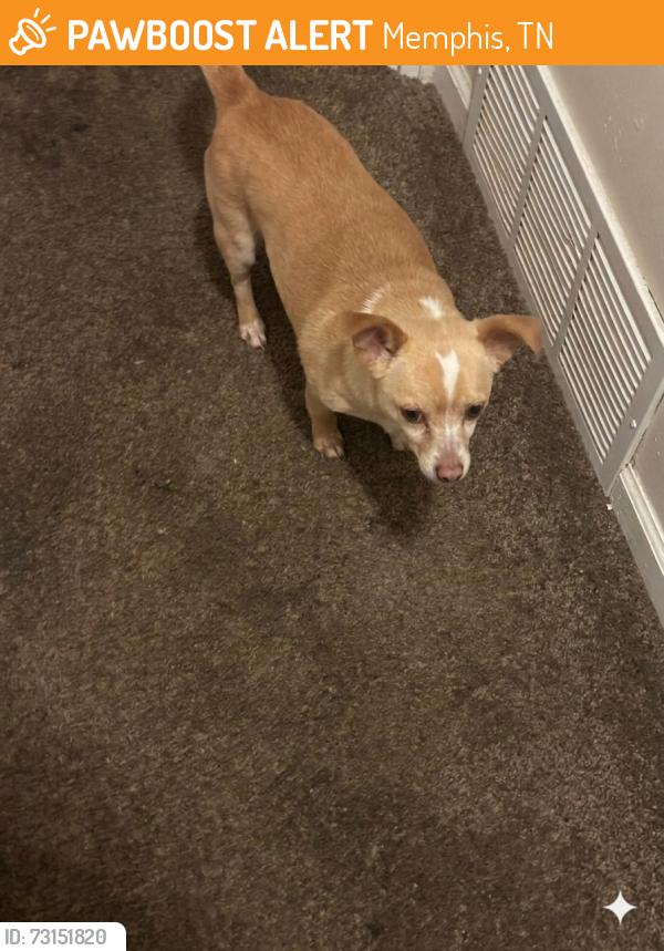 Found/Stray Male Dog last seen Marvin St, Memphis, TN 38127