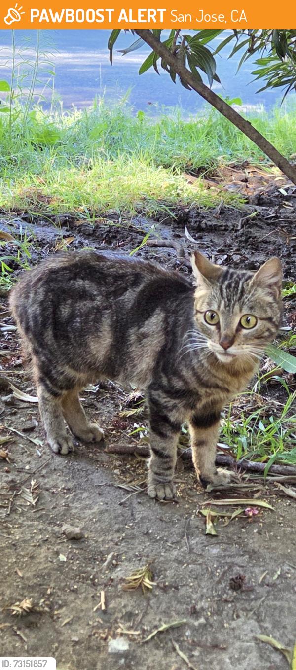 Found/Stray Female Cat last seen Tradewinds Drive, San Jose, CA 95123