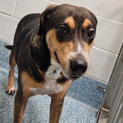 Shelter Stray Female Dog last seen , 980 Guilford College Rd, Greensboro, NC 27409, USA