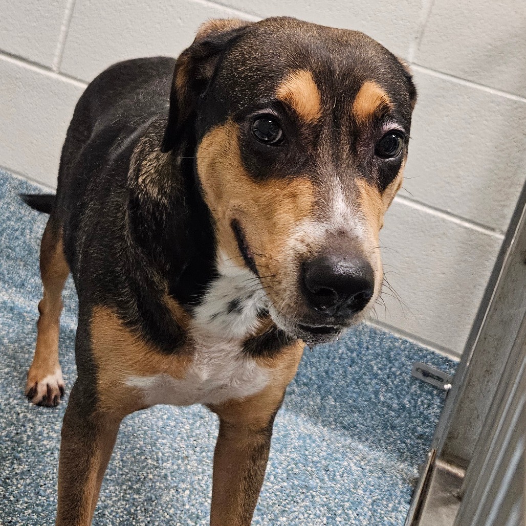 Shelter Stray Female Dog last seen , 980 Guilford College Rd, Greensboro, NC 27409, USA