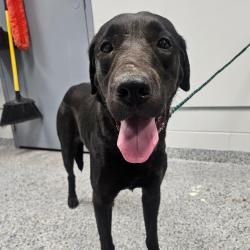 Shelter Stray Female Dog last seen , 328 Furman Hall Rd, Greenville, SC 29609, USA