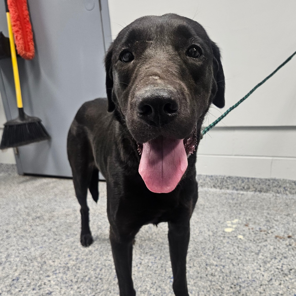 Shelter Stray Female Dog last seen , 328 Furman Hall Rd, Greenville, SC 29609, USA
