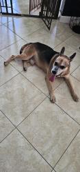 Found/Stray Male Dog last seen Near street, Miami Gardens, FL 33055
