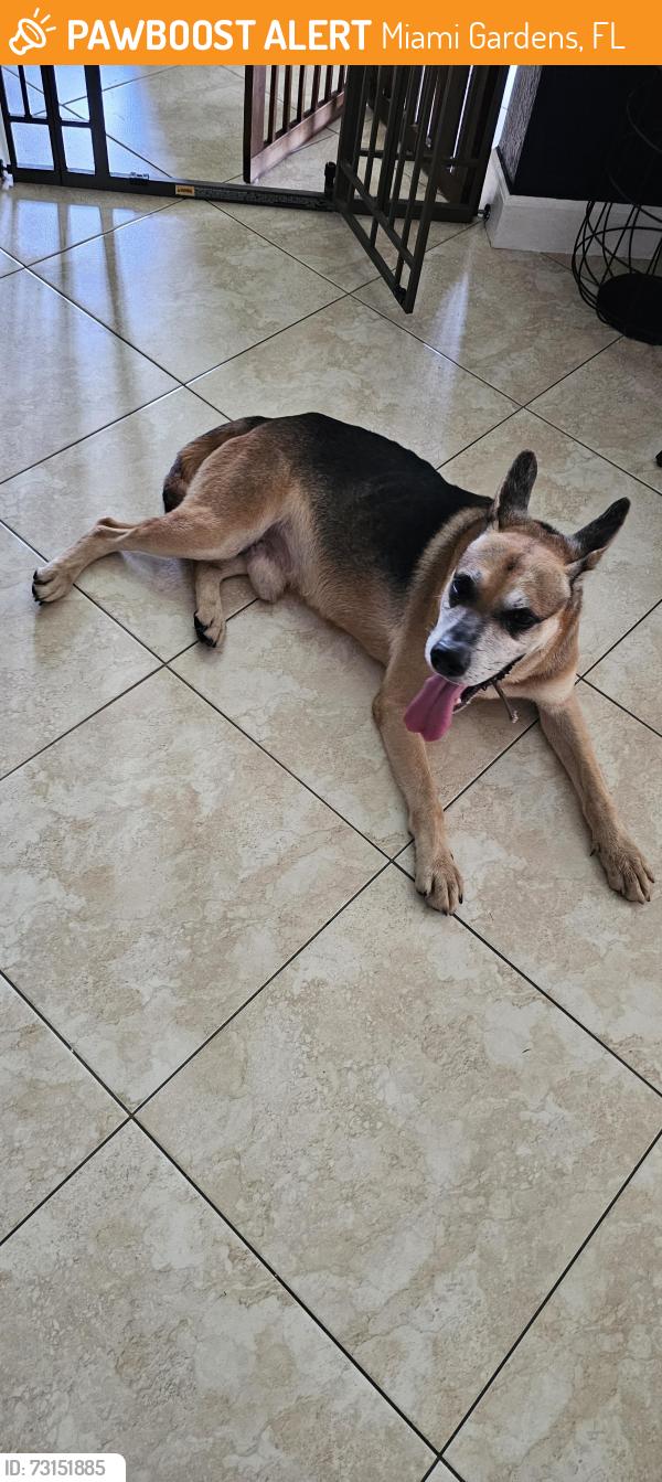 Found/Stray Male Dog last seen Near street, Miami Gardens, FL 33055