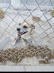 Lost Female Dog last seen Lake Forrest Ln and Lone Oak, Las Vegas, NV 89115