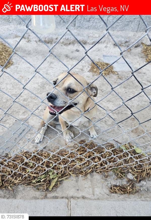 Lost Female Dog last seen Lake Forrest Ln and Lone Oak, Las Vegas, NV 89115