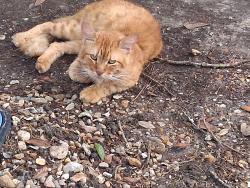 Lost Male Cat last seen Comprise St., Saint Martinville, LA 70582