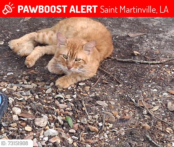 Lost Male Cat last seen Comprise St., Saint Martinville, LA 70582