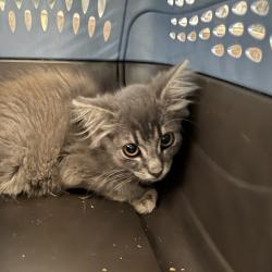 Shelter Stray Female Cat last seen , 4900 Milgen Rd, Columbus, GA 31907, USA