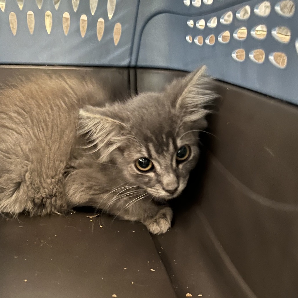 Shelter Stray Female Cat last seen , 4900 Milgen Rd, Columbus, GA 31907, USA