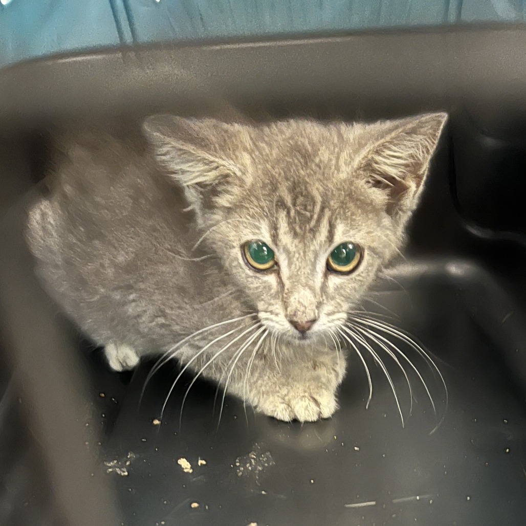 Shelter Stray Female Cat last seen , 4900 Milgen Rd, Columbus, GA 31907, USA