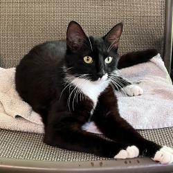 Shelter Stray Female Cat last seen , 4900 Milgen Rd, Columbus, GA 31907, USA