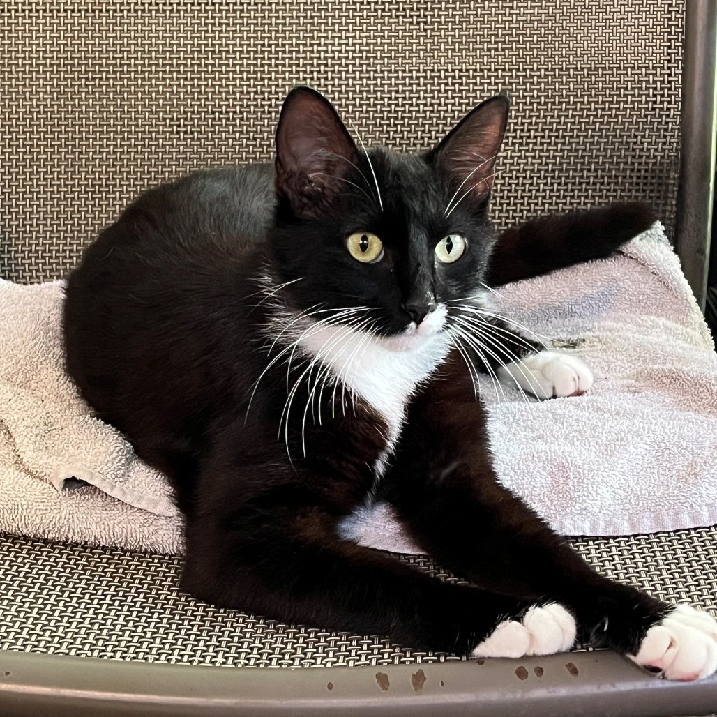 Shelter Stray Female Cat last seen , 4900 Milgen Rd, Columbus, GA 31907, USA