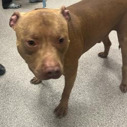 Shelter Stray Male Dog last seen , 21800 Central Ave, Matteson, IL 60443, USA