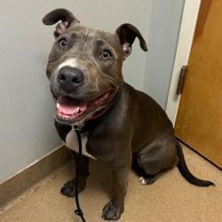 Shelter Stray Female Dog last seen , 4500 N Access Rd, Chattanooga, TN 37415, USA