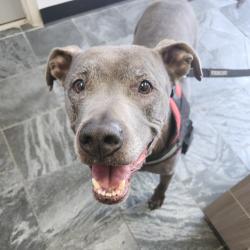 Shelter Stray Male Dog last seen , 3040 FL-590, Clearwater, FL 33759, USA