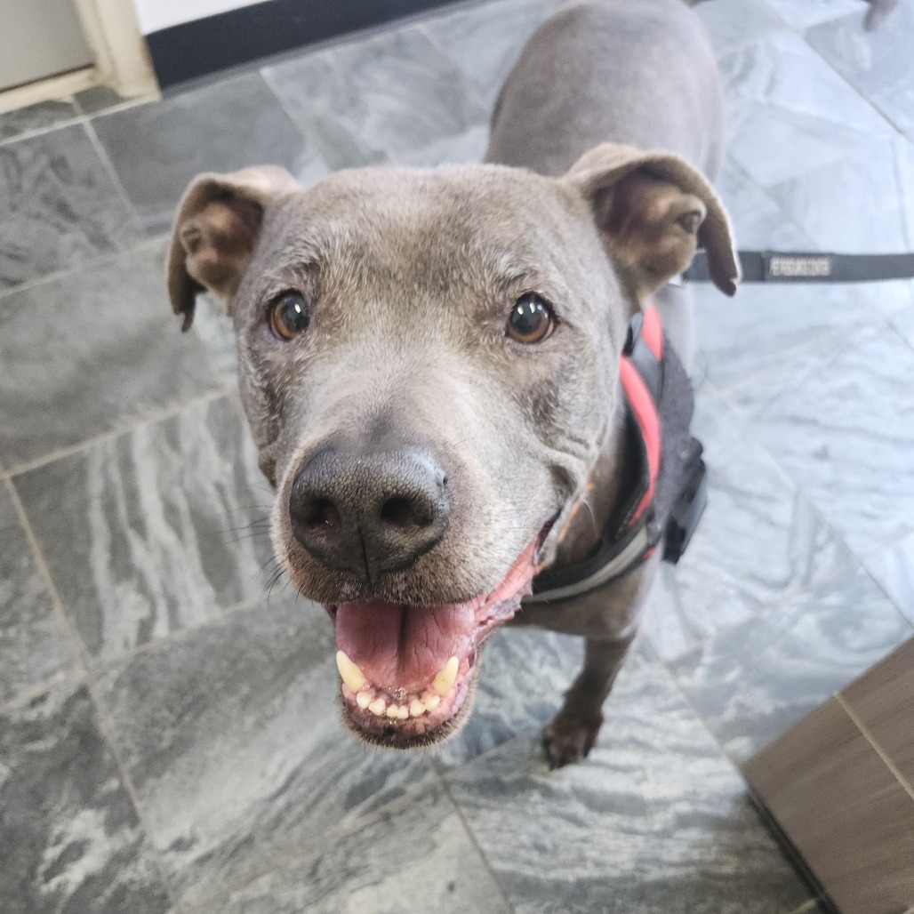 Shelter Stray Male Dog last seen , 3040 FL-590, Clearwater, FL 33759, USA