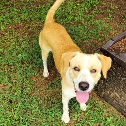 Shelter Stray Male Dog last seen , 4500 N Access Rd, Chattanooga, TN 37415, USA