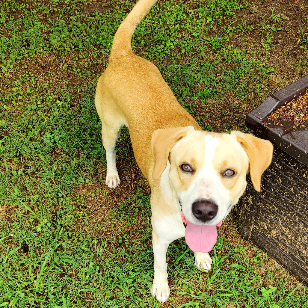 Shelter Stray Male Dog last seen , 4500 N Access Rd, Chattanooga, TN 37415, USA