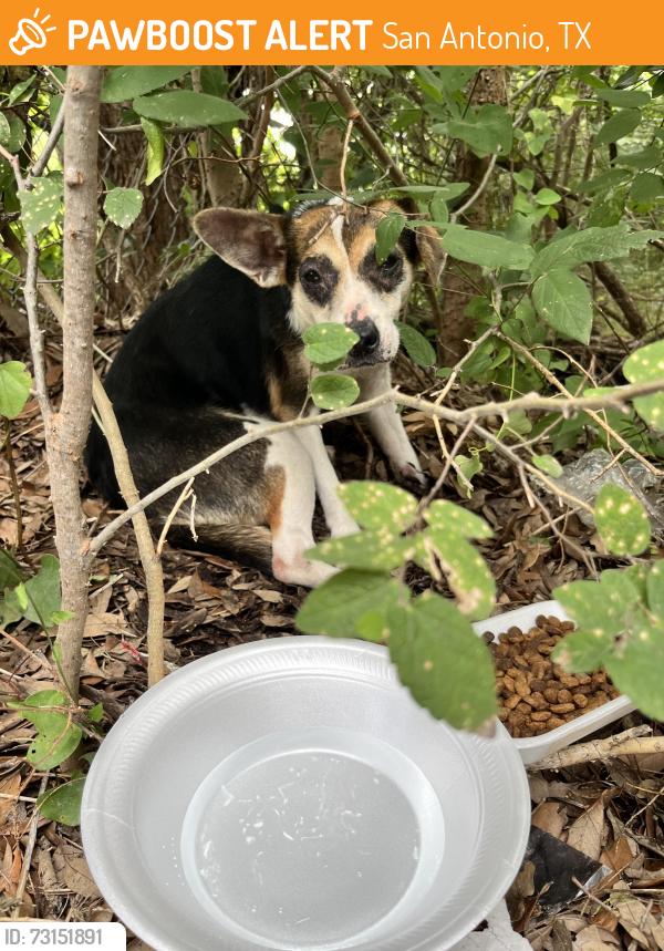 Found/Stray Unknown Dog last seen Steubing pkwy, San Antonio, TX 78249