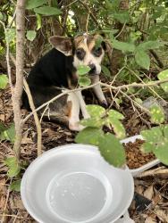 Found/Stray Unknown Dog last seen Steubing pkwy, San Antonio, TX 78249