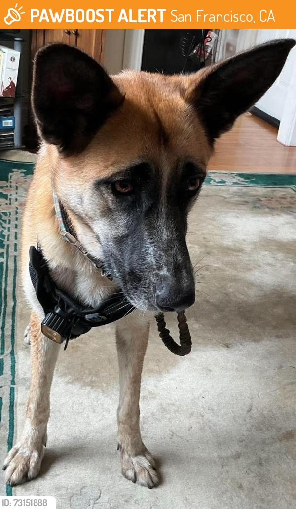Found/Stray Female Dog last seen Octavia, San Francisco, CA 94123