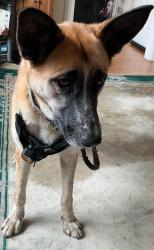 Found/Stray Female Dog last seen Octavia, San Francisco, CA 94123