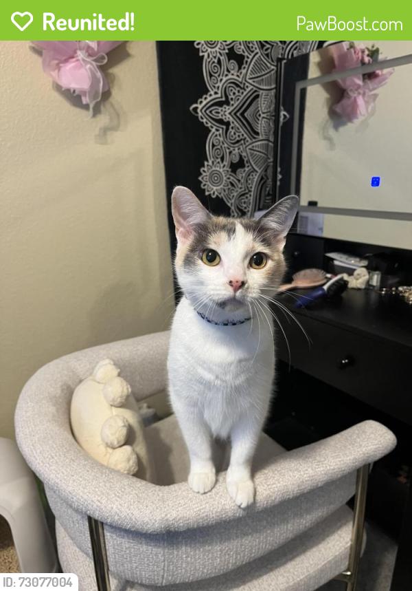 Reunited Female Cat last seen Near candleglow st castle rock CO 80109, Castle Rock, CO 80109