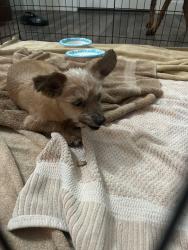 Reunited Male Dog last seen Clayton/Deer Springs, North Las Vegas, NV 89084